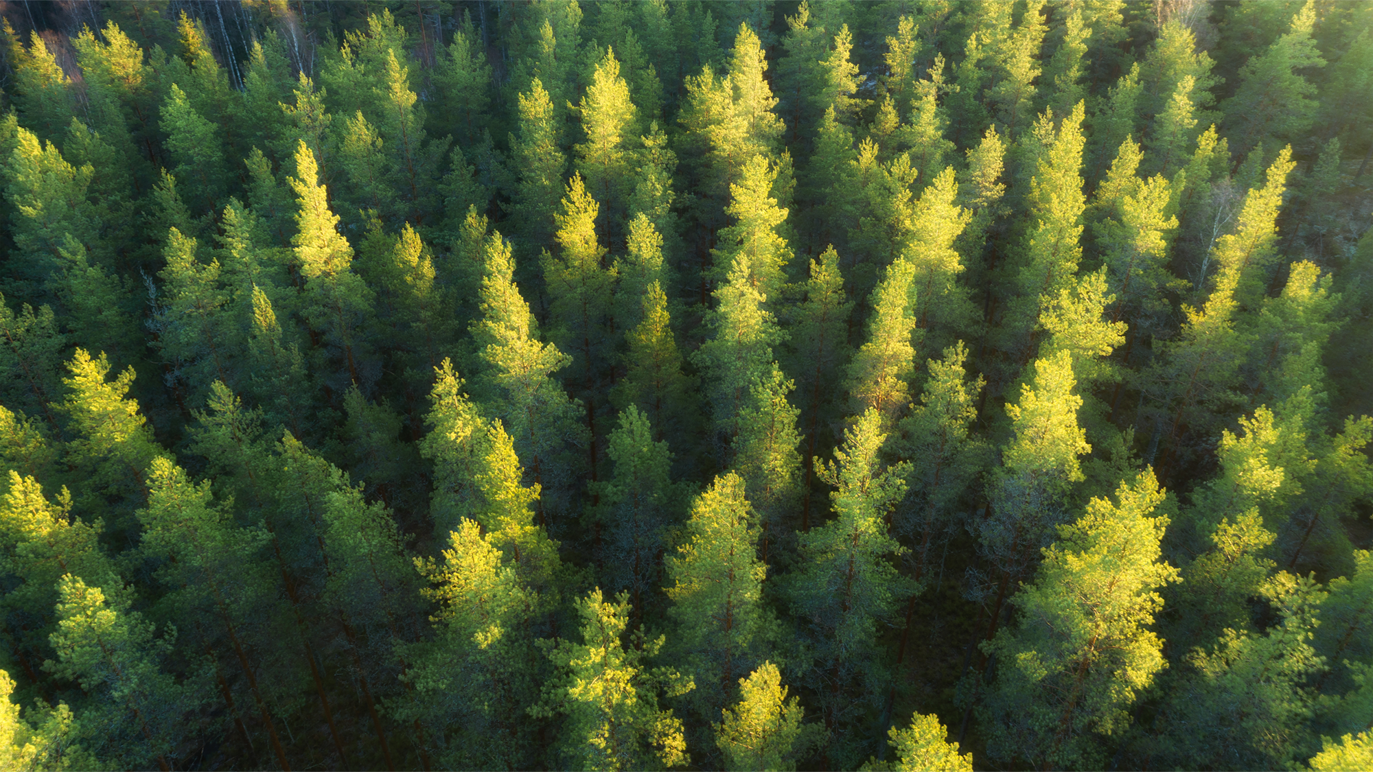 Regionaler Wald